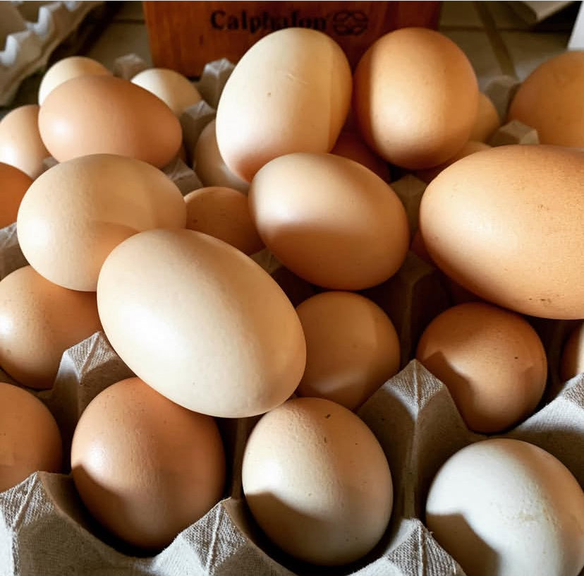 Ranch Raised Eggs (Does NOT Ship-Read Below)